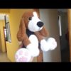Perro Beagle Amigurumi Crochet Parte 1